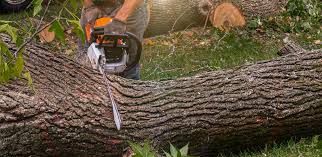 How Our Tree Care Process Works  in  Maryland Heights, MO